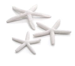Oase Akváriová dekorácia biOrb Starfish set 3 white