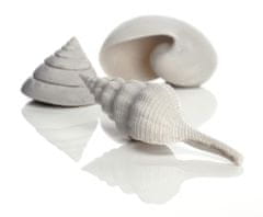 Oase Akváriová dekorácia biOrb Sea shell set 3 white