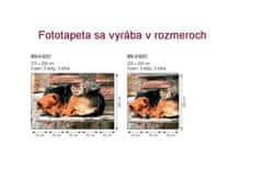 Dimex fototapeta MS-5-0221 Pes a mačka 375 x 250 cm