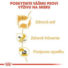 Royal Canin kapsička Chihuahua Loaf paštéta 12 x 85 g