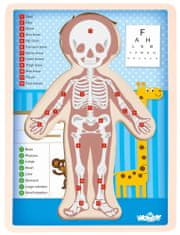 Woody Obojstranné puzzle Ľudské telo chlapec anglicky