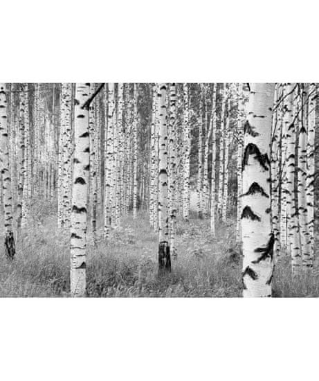 KOMAR Products vliesová fototapeta XXL4-023 Woods, rozmery 368 x 248 cm