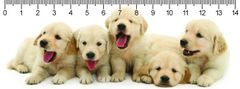 mapcards.net 3D pravítko Retriever puppies DEEP