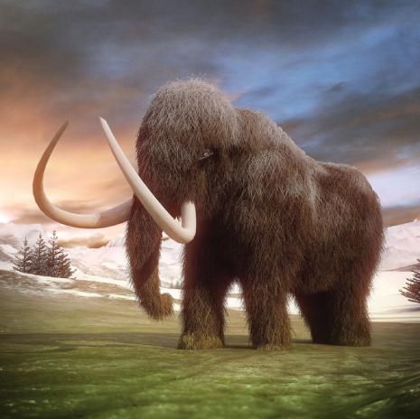 mapcards.net 3D štvorec Whoolly Mammoth