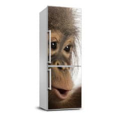 Wallmuralia.sk Nálepka fototapeta chladnička Mladý orangutan 60x180 cm