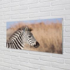 tulup.sk Nástenný panel  zebra 100x50 cm