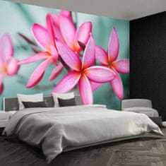 tulup.sk Fototapeta Pink plumeria Vliesová fototapeta 104x70 cm