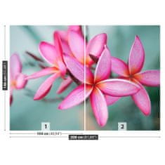 tulup.sk Fototapeta Pink plumeria Samolepiaca fototapeta 104x70 cm