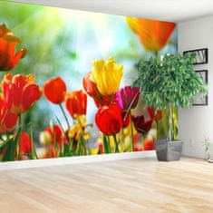 tulup.sk Fototapeta Kvety tulipánov Samolepiaca fototapeta 208x146 cm