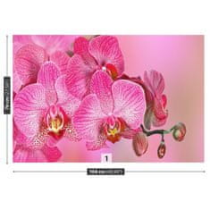 tulup.sk Fototapeta Ružová orchidea Vliesová fototapeta 104x70 cm