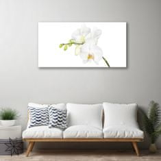 tulup.sk Obraz plexi Orchidea kvety príroda 100x50 cm 2 Prívesky