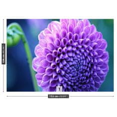 tulup.sk Fototapeta Fialová dahlia Samolepiaca fototapeta 104x70 cm