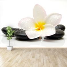 tulup.sk Fototapeta Plumeria stones Samolepiaca fototapeta 152x104 cm