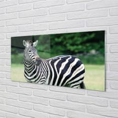 tulup.sk Nástenný panel  Zebra box 100x50 cm