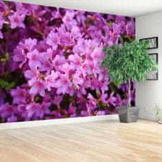 tulup.sk Fototapeta Rhododendron ružový Vliesová fototapeta 104x70 cm