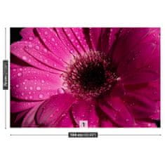 tulup.sk Fototapeta Fialová gerbera Samolepiaca fototapeta 250x104 cm