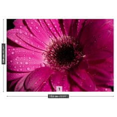 tulup.sk Fototapeta Fialová gerbera Samolepiaca fototapeta 250x104 cm