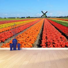 tulup.sk Fototapeta Veterný mlyn tulipány Samolepiaca fototapeta 104x70 cm