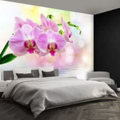 tulup.sk Fototapeta Orchidea ruže Vliesová fototapeta 104x70 cm