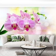 tulup.sk Fototapeta Orchidea ruže Vliesová fototapeta 104x70 cm