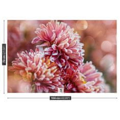 tulup.sk Fototapeta Aster ice pink Vliesová fototapeta 104x70 cm