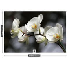 tulup.sk Fototapeta Biela orchidea Vliesová fototapeta 104x70 cm