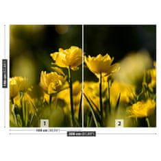 tulup.sk Fototapeta Žltý tulipán Samolepiaca fototapeta 104x70 cm