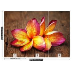 tulup.sk Fototapeta Plumeria wood Vliesová fototapeta 312x219 cm