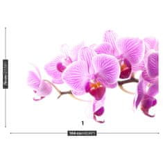 tulup.sk Fototapeta Ružová orchidea Samolepiaca fototapeta 104x70 cm