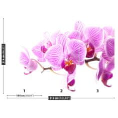 tulup.sk Fototapeta Ružová orchidea Samolepiaca fototapeta 104x70 cm