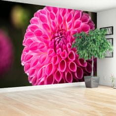 tulup.sk Fototapeta Dahlia pink Samolepiaca fototapeta 208x146 cm