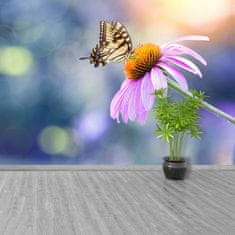 tulup.sk Fototapeta Echinacea butterfly Samolepiaca fototapeta 250x104 cm
