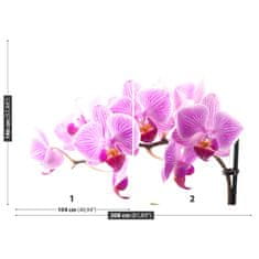 tulup.sk Fototapeta Ružová orchidea Samolepiaca fototapeta 250x104 cm