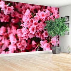 tulup.sk Fototapeta Ružový rododendron Vliesová fototapeta 152x104 cm