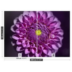 tulup.sk Fototapeta Dahlia ružová Vliesová fototapeta 208x146 cm