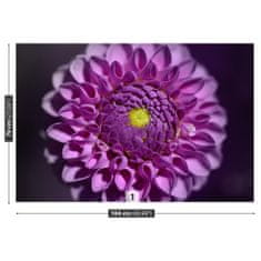 tulup.sk Fototapeta Dahlia ružová Samolepiaca fototapeta 104x70 cm