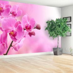 tulup.sk Fototapeta Ružová orchidea Vliesová fototapeta 104x70 cm