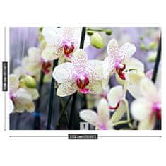 tulup.sk Fototapeta Kvety orchideí Samolepiaca fototapeta 312x219 cm