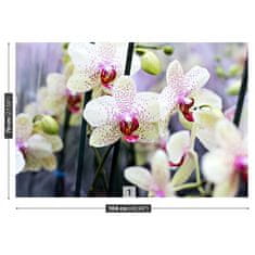 tulup.sk Fototapeta Kvety orchideí Samolepiaca fototapeta 312x219 cm