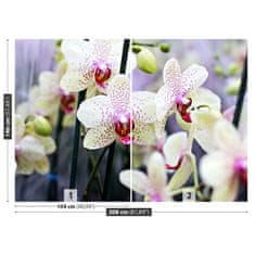 tulup.sk Fototapeta Kvety orchideí Vliesová fototapeta 208x146 cm