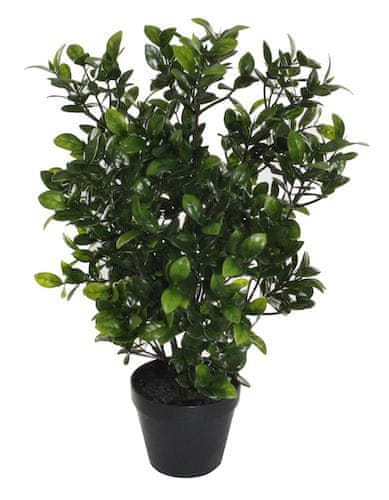 Shishi Umelý buxus s veľkými listami výška 49 cm