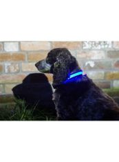 ILLUMINATED APPAREL Iluminačný obojok na psíka, modrý