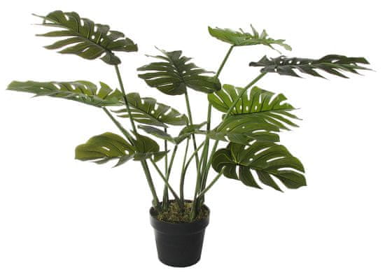 Shishi Monstera v kvetináči, výška 80 cm