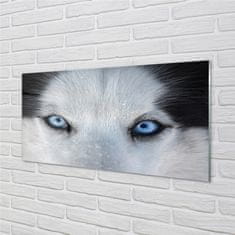 tulup.sk Nástenný panel  wolf Eyes 100x50 cm