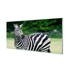 tulup.sk Nástenný panel  Zebra box 100x50 cm