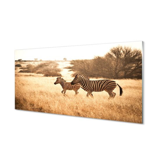 tulup.sk Nástenný panel  Zebra poľa sunset