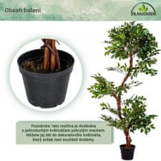 Greatstore PLANTASIA Umelý strom jerlín, 160 cm