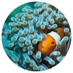Vidaxl WallArt Okrúhla fototapeta Nemo the Anemonefish, 142,5 cm