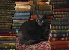 Cobble Hill Puzzle Mačka v knižnici 1000 dielikov
