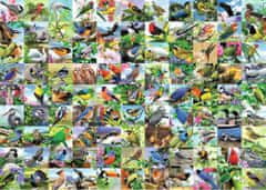 Ravensburger Puzzle 99 úchvatných vtákov EXTRA 300 dielikov
